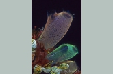 Translucent sea-squirts