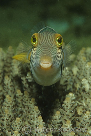 Trunk-fish