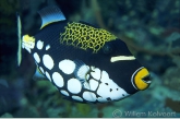 Leopard Trigger-fish