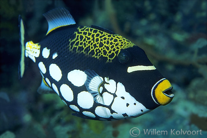 Leopard Trigger-fish