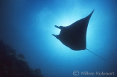 Manta-ray