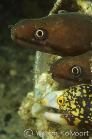 Young Moray-eels in a beer-tin