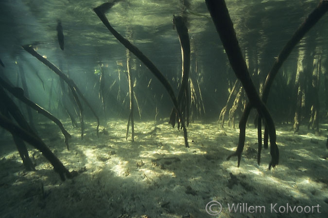 Roots of the mangrove