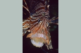 Lion-fish