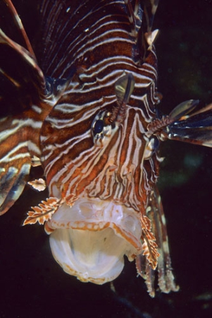 Lion-fish