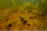 Ditch landscape with River snails ( Viviparus contectus )