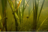 Moerasslakken in waterplanten