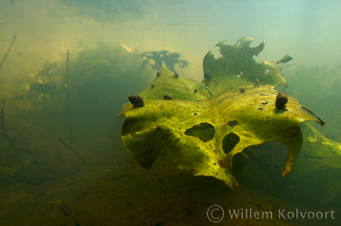 Bithynia tentaculata 