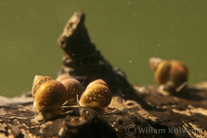 Diepslakjes ( Bithynia tentaculata )