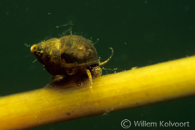 Diepslakje ( Bithynia tentaculata )