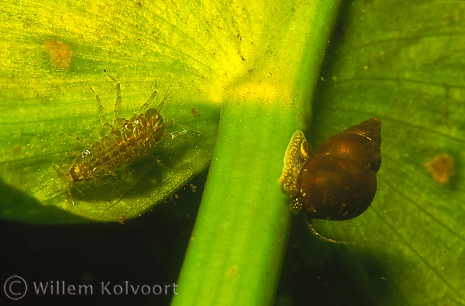 Bithynia tentaculata and Waterslater ( Asellus aquaticus )