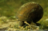 River snail ( Viviparus contectus )