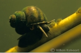 River snail ( Viviparus contectus )