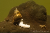 Bithynia tentaculata  with white flatworm ( Dendrocoelum lacteum ) 