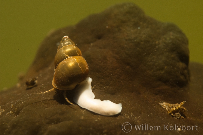 Bithynia tentaculata  with white flatworm ( Dendrocoelum lacteum ) 