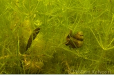 River snail ( Viviparus contectus ) in the stonewort