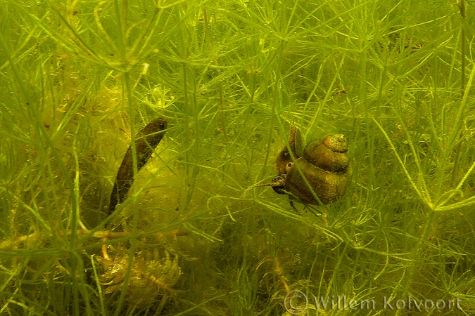 Spitse moerasslak ( Viviparus contectus ) in het kranswier.