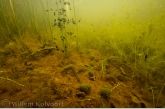 Ditch landscape with River snails ( Viviparus contectus ), pond snails and tadpoles