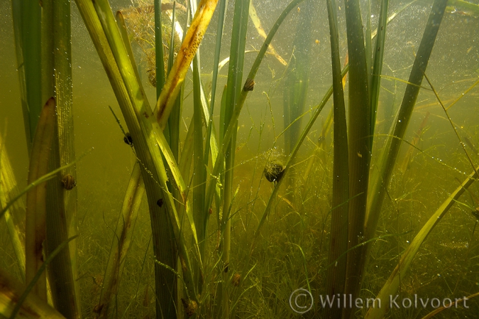 Moerasslakken in waterplanten