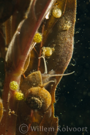 Vijverluimdrager ( Valvata piscinalis ) met eitjes.