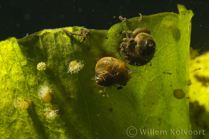  Valvata piscinalis  with eggs and wheel animalcules 