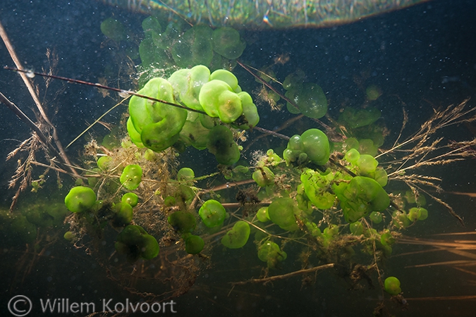 Groene geleikogeldiertjes (Ophrydium versatile).