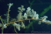 Klokdiertjes ( Vorticella spec.).