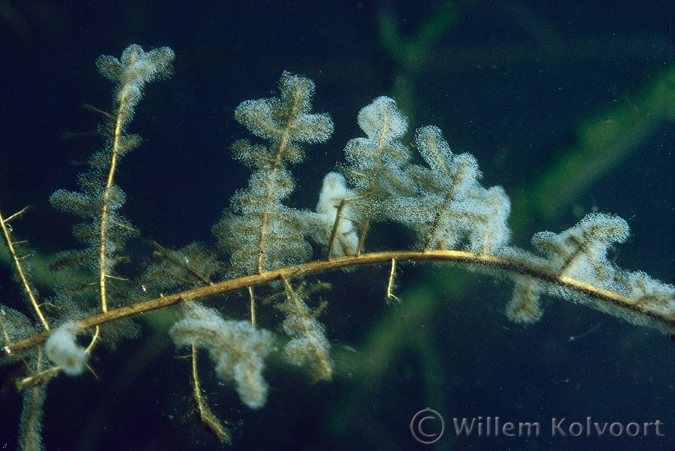 Klokdiertjes ( Vorticella spec.).