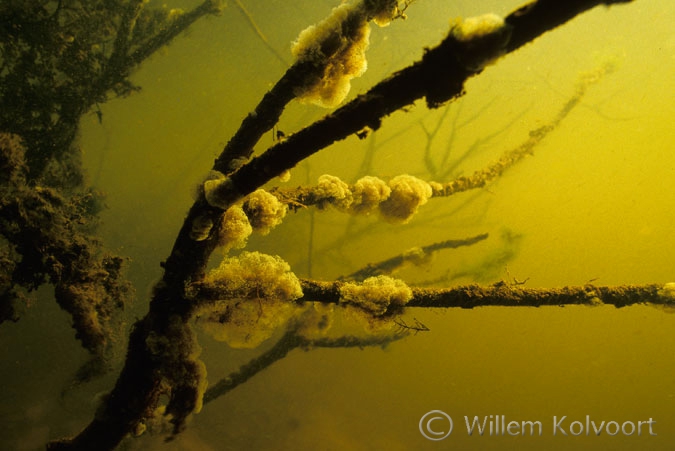 Klokdierkolonies ( Vorticella spec. ) op boomtakken.