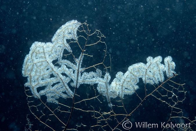 Klokdiertjes ( Vorticella spec. ) op bladnerven.