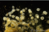 Klokdiertjes ( vorticella spec. ) op draadwier.