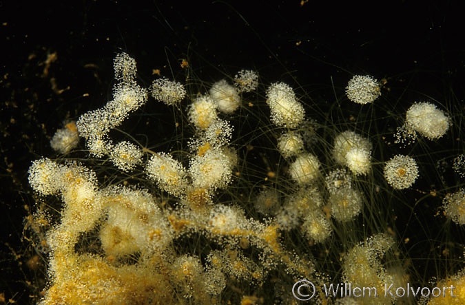 Klokdiertjes ( vorticella spec. ) op draadwier.