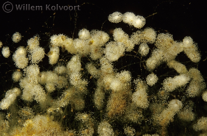 Klokdiertjes ( Vorticella spec.) tussen de draadwieren.