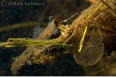 Ciliates on caddis fly ( Phryganea spec. ) larva and eggs from the Ghost midge ( Chaoborus spec. )