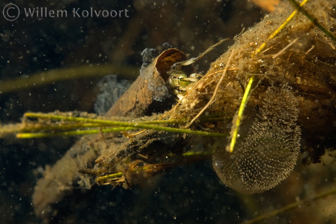 Ciliates on caddis fly ( Phryganea spec. ) larva and eggs from the Ghost midge ( Chaoborus spec. )