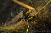 Ciliates on caddis fly ( Phryganea spec. ) larva