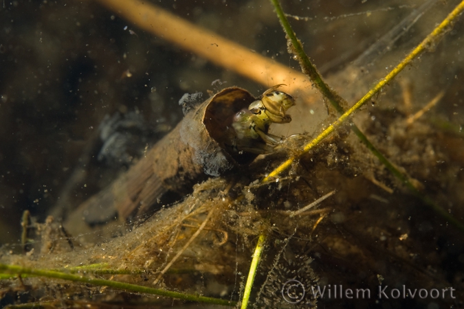 Ciliates on caddis fly ( Phryganea spec. ) larva