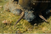 Ciliates on a river snail ( Viviparus contectus )