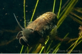 Ciliatus on a Ramshorn snail ( Planorbus corneus )