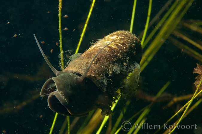 Ciliatus on a Ramshorn snail ( Planorbus corneus )