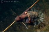 Ciliatus on a Ramshorn snail ( Planorbus corneus )