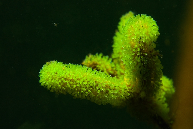 Groene trompetdiertjes ( Stentor polymorphus ).