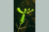 Groene trompetdiertjes ( Stentor polymorphus ).