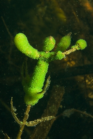 Groene trompetdiertjes ( Stentor polymorphus ).