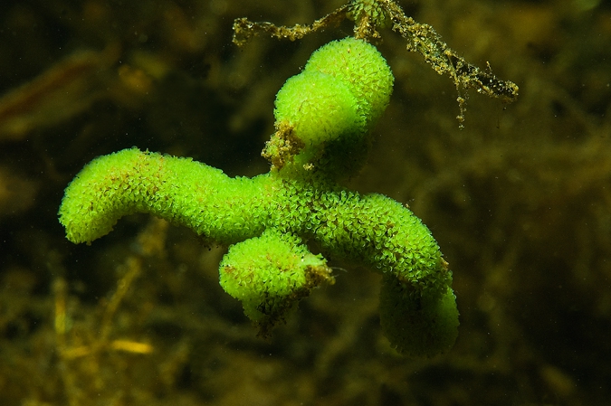 Green trumpet animalcules ( Stentor polymorphus )