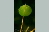 Groene geleikogeldiertjes ( Ophrydium  versatile ).