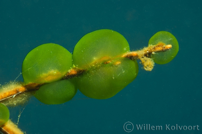 Groene geleikogeldiertjes ( Ophrydium  versatile ).