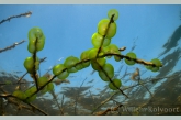 Groene geleikogeldiertjes ( Ophrydium  versatile ).