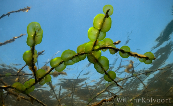 Groene geleikogeldiertjes ( Ophrydium  versatile ).