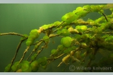 Groene geleikogeldiertjes ( Ophrydium  versatile ).